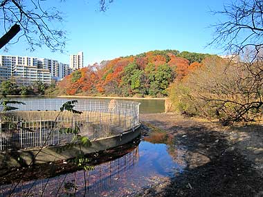 猫ヶ洞池13年12月15日