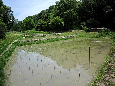 田んぼ15年6月10日