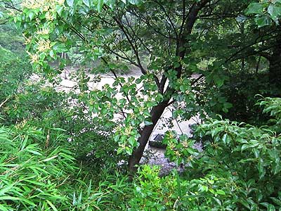 ハンノキ湿地15年6月21日