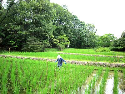 田んぼ全景15年7月19日