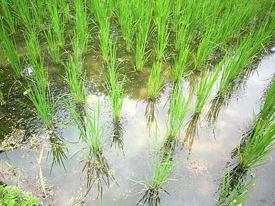 稲の育ってきた田んぼ15年7月19日