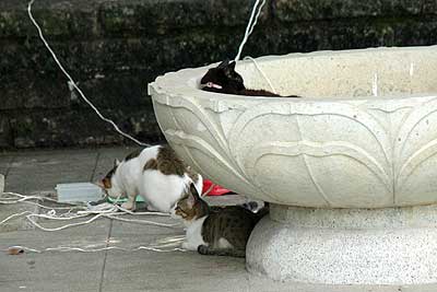 猫15年8月9日