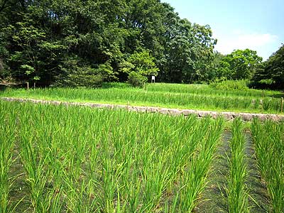 田んぼ全景15年8月9日