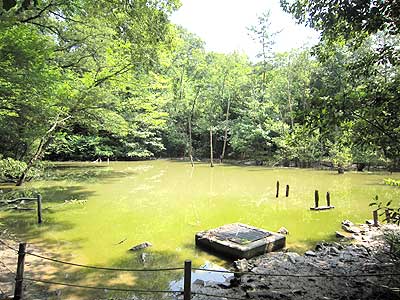 ハンノキ湿地15年8月9日