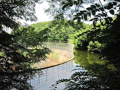 猫ヶ洞池15年8月16日