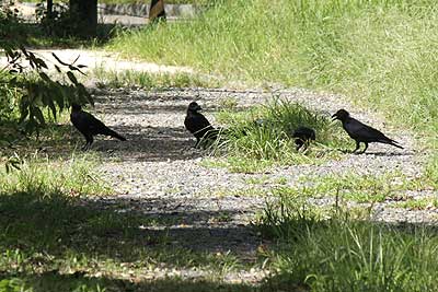 カラスの群れ15年9月11日