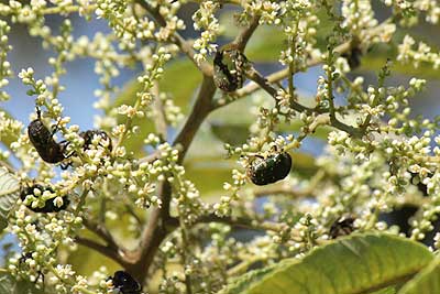 ヌルデの花に群がるシロテンハナムグリ15年9月11日
