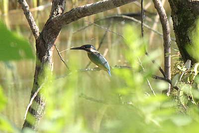 カワセミ15年9月20日