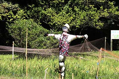 田んぼの案山子15年9月20日