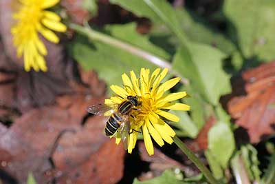 アシブトハナアブ15年10月12日