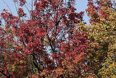紅く色づき始めたトウカエデ15年10月12日