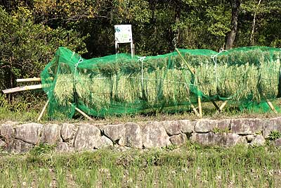 刈り取りが終わって乾燥中の稲15年10月18日