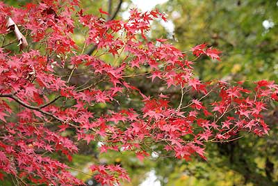 紅く色づいたイロハモミジ15年11月7日