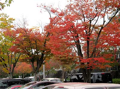 秋景色15年11月7日