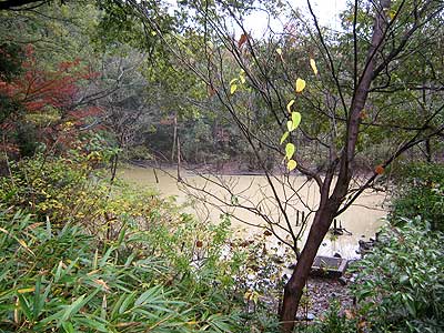 ハンノキ湿地15年11月15日