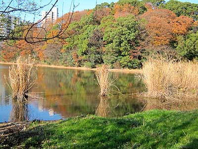 猫ヶ洞池アシ原15年12月20日