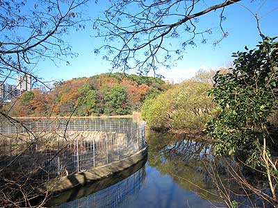 猫ヶ洞池15年12月20日