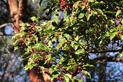 紅く色づいたソヨゴの実15年12月20日