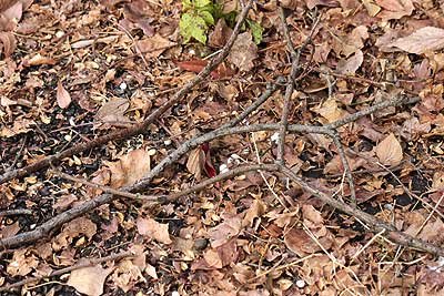 カラスの枝落とし(ナンキンハゼ)15年12月14日