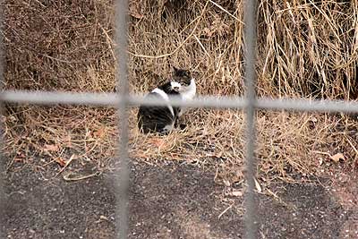 ベルマウスの中に入り込んだノラ猫16年1月17日