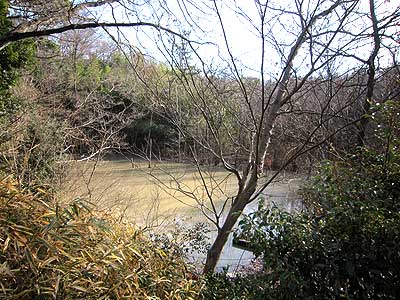 ハンノキ湿地16年1月17日