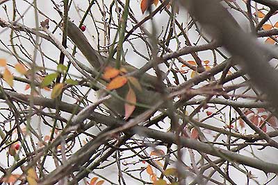 繁みの中のウグイス16年1月17日