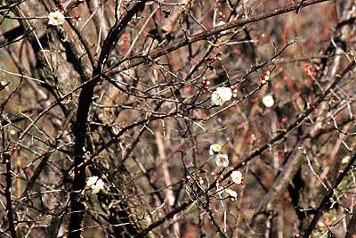 白梅16年1月10日
