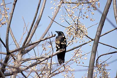 センダンの木に止まったハシブトガラス16年1月10日