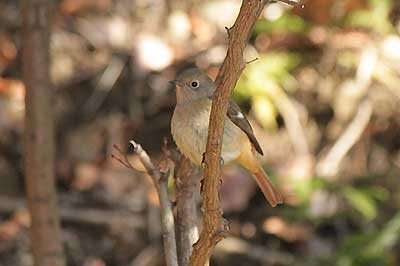 ジョウビタキ♀16年1月10日