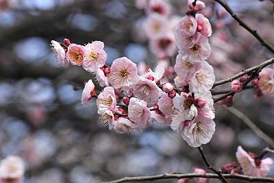 紅梅16年2月21日