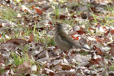 シロハラ16年2月21日