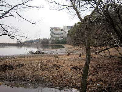 ヨシ刈りを終えたところ16年3月5日