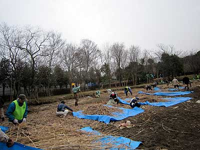刈り取ったヨシを集めて運び出し16年3月5日