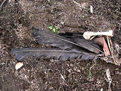 カラスの羽16年3月5日
