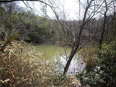 ハンノキ湿地16年3月20日