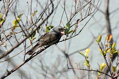 花芽を啄むヒヨドリ16年3月20日