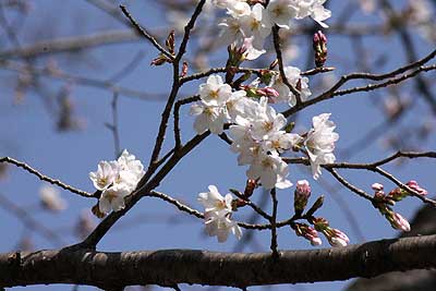 早咲きの桜16年3月20日B