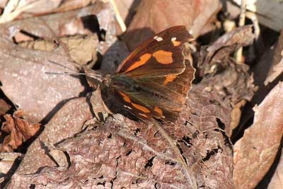 テングチョウ16年3月20日