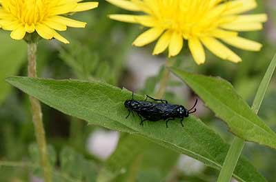 ルリチュウレンジ16年4月10日