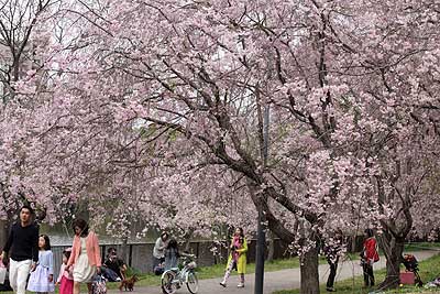 シダレザクラ16年4月10日