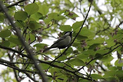 桜の枝に止まるシジュウカラ16年4月10日
