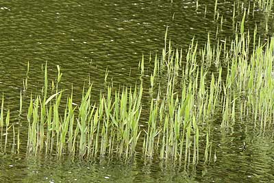 ヨシの芽吹き16年4月10日