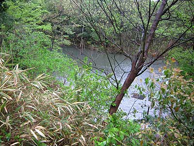 ハンノキ湿地16年4月17日
