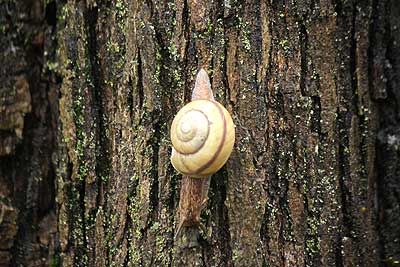 イセノナミマイマイ16年4月17日