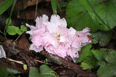 地面に落ちたヤエザクラの花16年4月17日