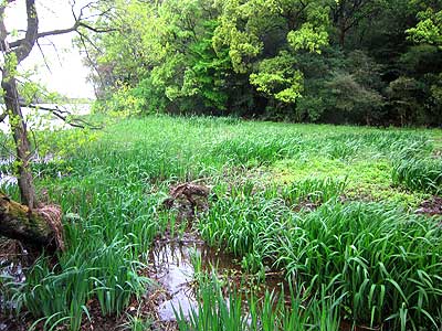 ヨシ原16年4月17日