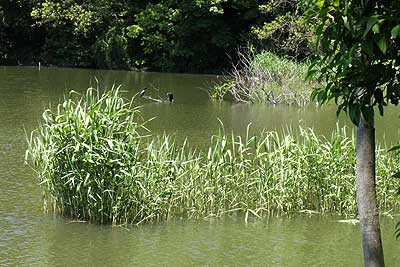 猫ヶ洞池のヨシ原16年5月12日