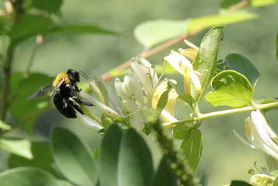 スイカズラの花に寄ってきたクマバチ16年5月12日