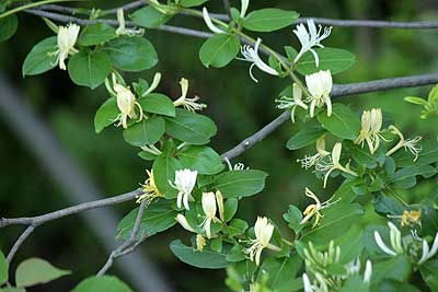 スイカズラの花16年5月12日