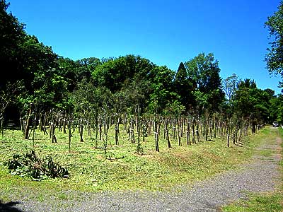 ユーカリ林16年5月12日